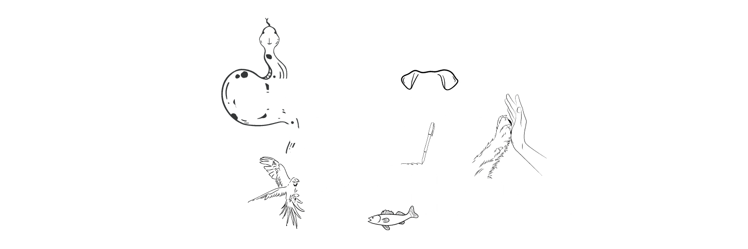 Creature Copy Collective-Freelance Copywriter for the Pet & Animal Industry!